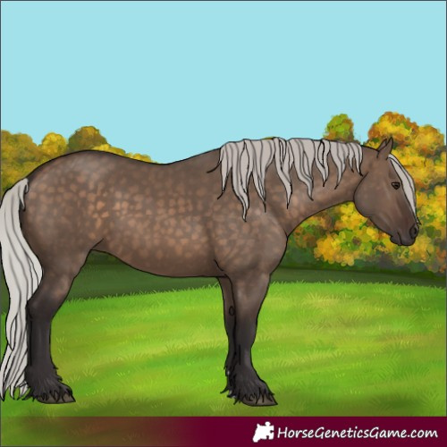 Horse Color:Silver Brown Dun