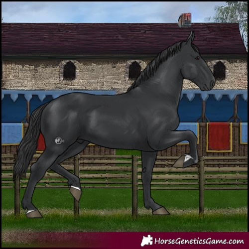 Horse Color:Black 