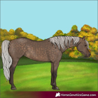 Horse Color:Silver Brown Dun 
