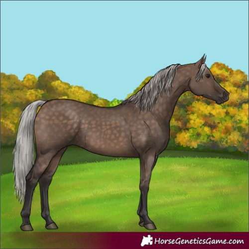 Horse Color:Silver Brown Dun 