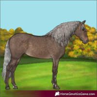 Horse Color:Silver Brown Dun 