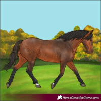 Horse Color:Bay 