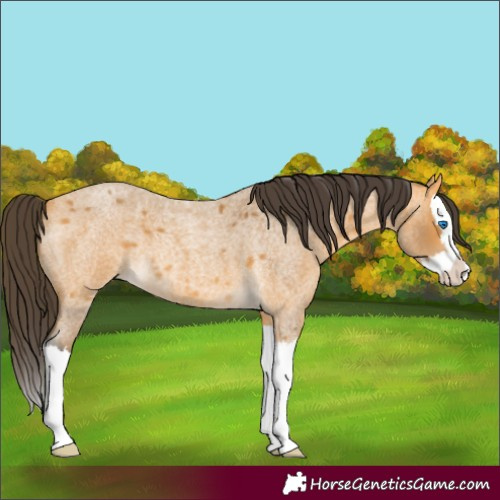 Horse Color:Buckskin Roan Splash 