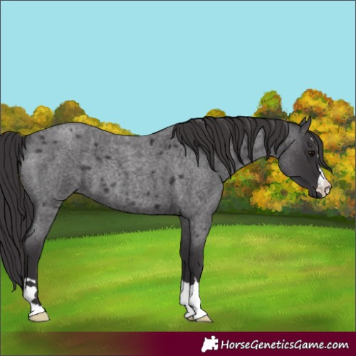Horse Color:Smoky Blue Roan 