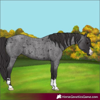 Horse Color:Smoky Blue Roan 