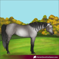 Horse Color:Gray Grullo 