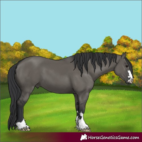 Horse Color:Grullo 