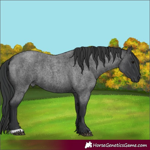 Horse Color:Blue Roan 