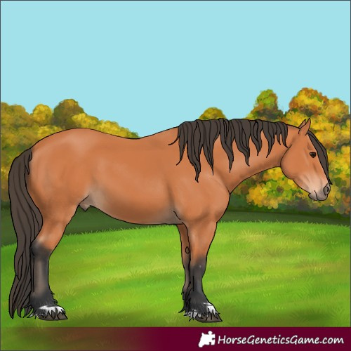 Horse Color:Bay 