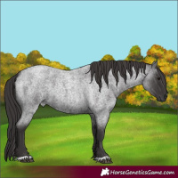 Horse Color:Smoky Blue Roan 