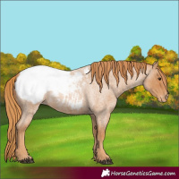 Horse Color:Red Roan Snowcap 