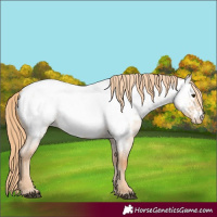 Horse Color:Red Dun Roan Appaloosa