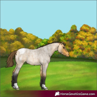 Horse Color:Buckskin Roan Varnish 