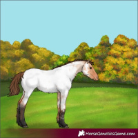 Horse Color:Bay Roan Dun Appaloosa 