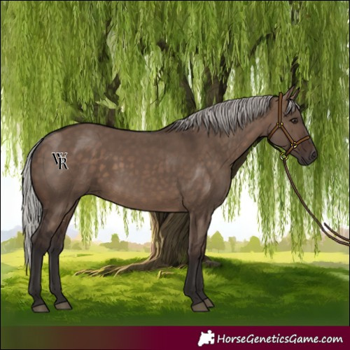 Horse Color:Silver Brown Dun 