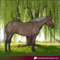 Horse Color:Silver Brown Dun