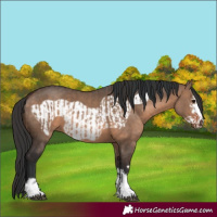 Horse Color:Brown Dun  and Brown Dun Frame 