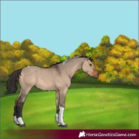 Horse Color:Bay Dun Tobiano