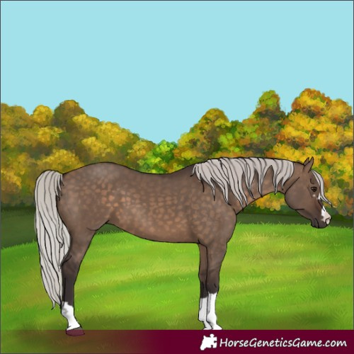 Horse Color:Silver Brown Dun 