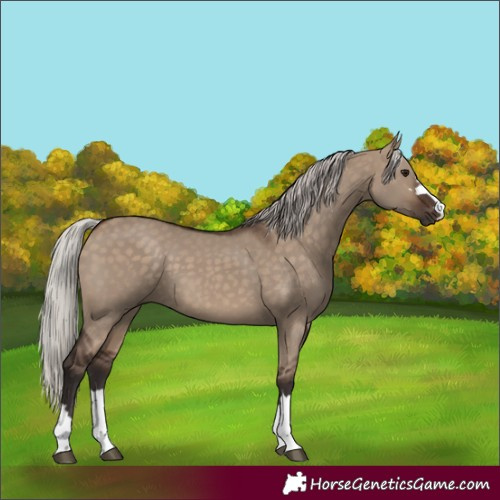 Horse Color:Silver Brown Dun 