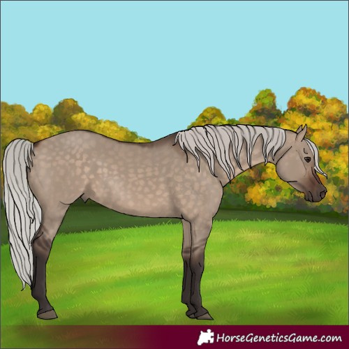 Horse Color:Silver Brown Dun 