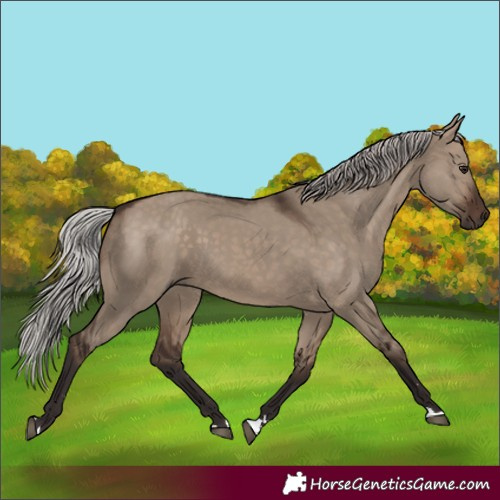 Horse Color:Silver Brown Dun 