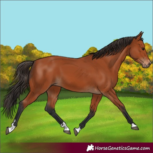 Horse Color:Bay 