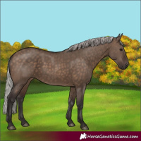 Horse Color:Silver Brown Dun