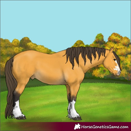 Horse Color:Buckskin Rabicano 