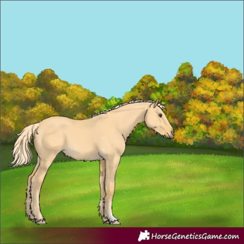 Horse Color:Palomino Dun