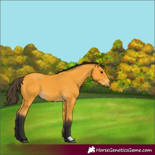 Horse Color:Buckskin