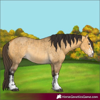 Horse Color:Buckskin Dun  and Buckskin Dun Rabicano 