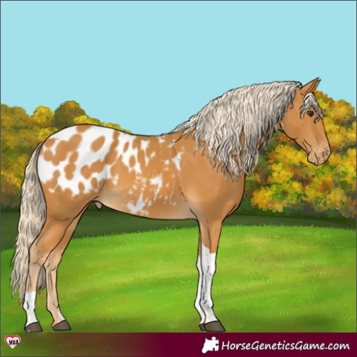 Horse Color:Palomino Tobiano Blanket 