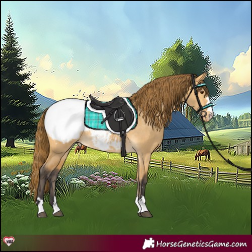 Horse Color:Buckskin Dun Snowcap 