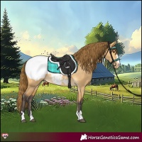 Horse Color:Buckskin Dun Snowcap 