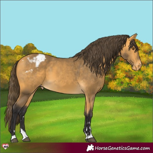 Horse Color:Buckskin Appaloosa 