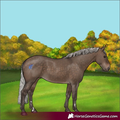 Horse Color:Silver Brown Dun