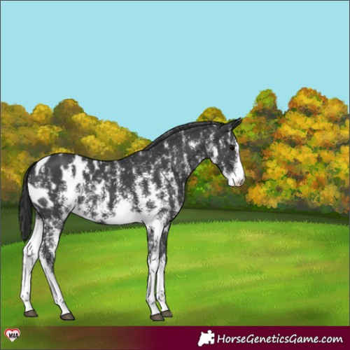 Horse Color:Black Sabino Blanket 