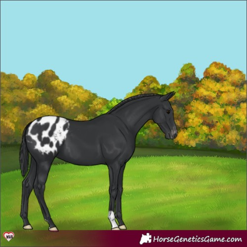 Horse Color:Black Appaloosa 