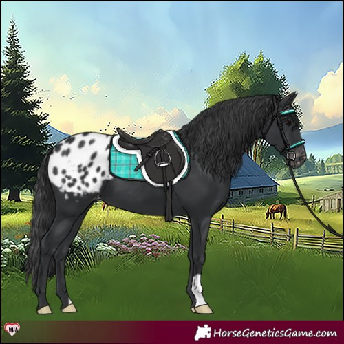 Horse Color:Black Appaloosa 