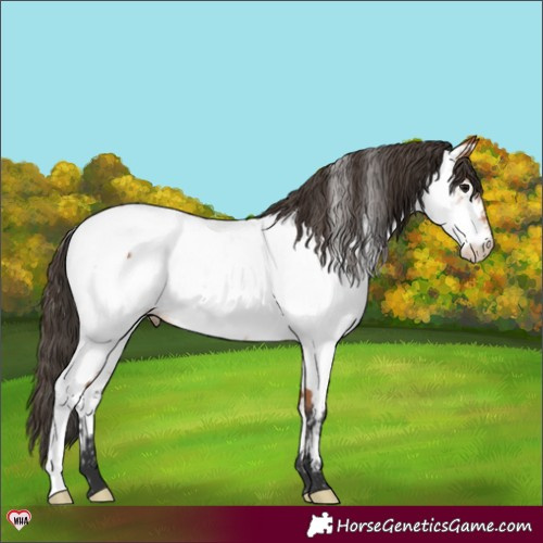 Horse Color:Bay Appaloosa 