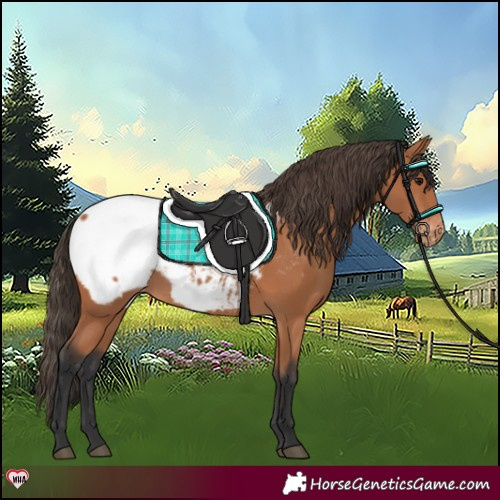 Horse Color:Bay Appaloosa 