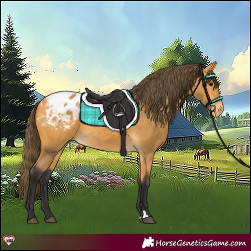 Horse Color:Buckskin Blanket
