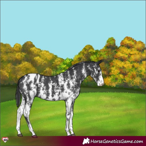 Horse Color:Black Sabino Appaloosa 
