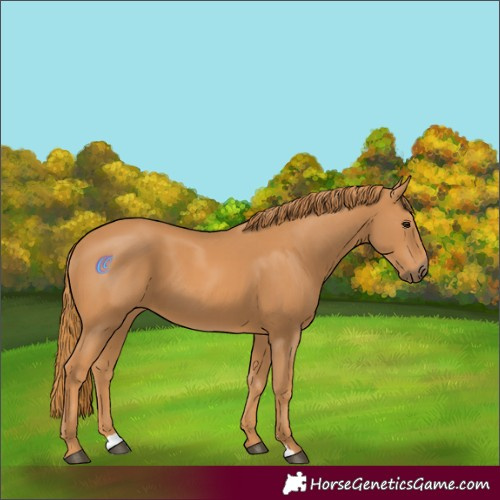 Horse Color:Chestnut 
