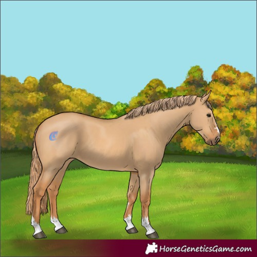 Horse Color:Red Dun 