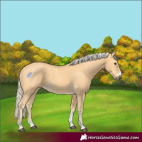 Horse Color:Palomino 