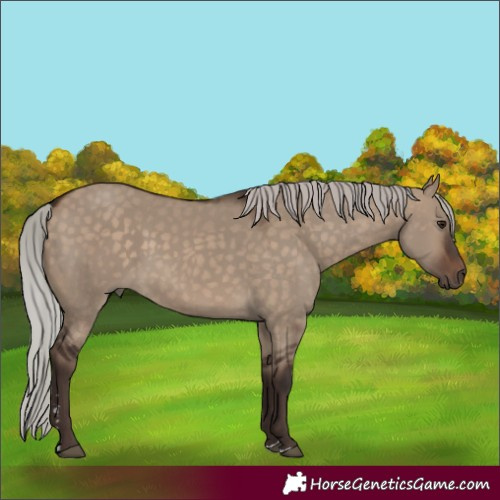 Horse Color:Silver Brown Dun 