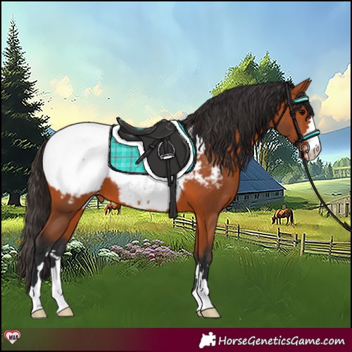 Horse Color:Bay Snowcap 