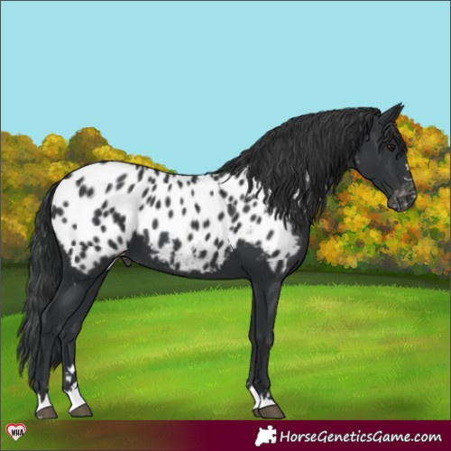 Horse Color:Black Near Leopard 